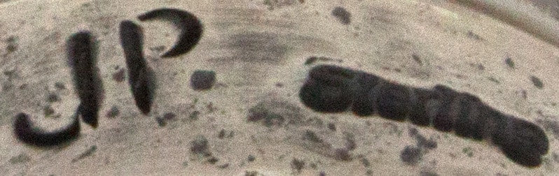 Bague en turquoise Kingman Birdseye naturelle